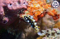    Mareste fotografia 

WeDive - RajaAmpat 2020