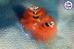    Mareste fotografia 

WeDive - RajaAmpat 2020