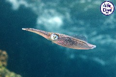    Mareste fotografia 

WeDive - RajaAmpat 2020