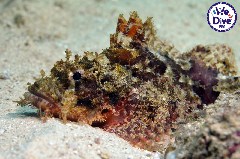    Mareste fotografia 

WeDive - RajaAmpat 2020