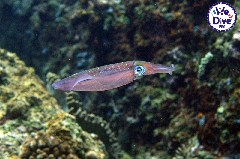    Mareste fotografia 

WeDive - RajaAmpat 2020