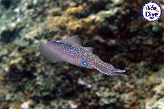    Mareste fotografia 

WeDive - RajaAmpat 2020