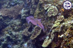    Mareste fotografia 

WeDive - RajaAmpat 2020