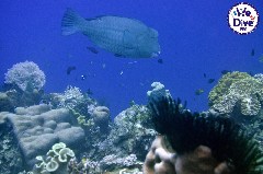    Mareste fotografia 

WeDive - RajaAmpat 2020