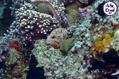    Mareste fotografia 

WeDive - RajaAmpat 2020