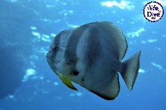    Mareste fotografia 

WeDive - RajaAmpat 2020