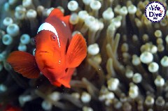    Mareste fotografia 

WeDive - RajaAmpat 2020