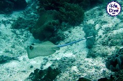    Mareste fotografia 

WeDive - RajaAmpat 2020