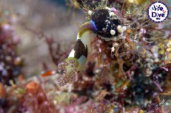    Mareste fotografia 

WeDive - RajaAmpat 2020