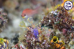    Mareste fotografia 

WeDive - RajaAmpat 2020