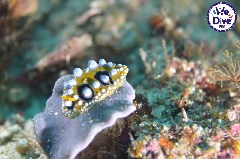    Mareste fotografia 

WeDive - RajaAmpat 2020