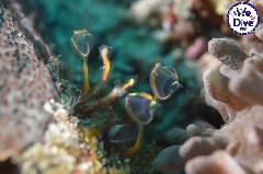    Mareste fotografia 

WeDive - RajaAmpat 2020