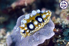    Mareste fotografia 

WeDive - RajaAmpat 2020