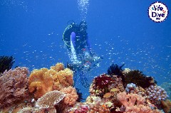    Mareste fotografia 

WeDive - RajaAmpat 2020