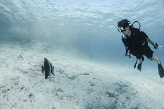    Mareste fotografia 

WeDive - Scuba Girls