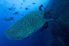    Mareste fotografia 

WeDive - Socoro Mexic