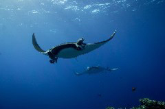    Mareste fotografia 

WeDive - Socoro Mexic