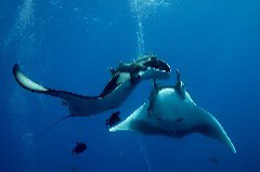    Mareste fotografia 

WeDive - Socoro Mexic