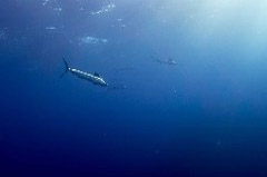    Mareste fotografia 

WeDive - Socoro Mexic