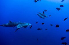    Mareste fotografia 

WeDive - Socoro Mexic