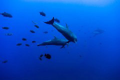    Mareste fotografia 

WeDive - Socoro Mexic