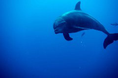    Mareste fotografia 

WeDive - Socoro Mexic