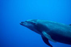    Mareste fotografia 

WeDive - Socoro Mexic