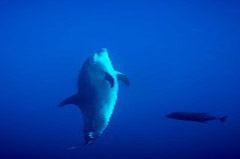    Mareste fotografia 

WeDive - Socoro Mexic