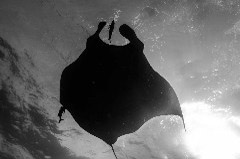    Mareste fotografia 

WeDive - Socoro Mexic