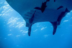    Mareste fotografia 

WeDive - Socoro Mexic