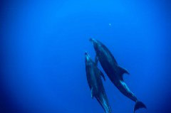    Mareste fotografia 

WeDive - Socoro Mexic