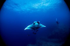    Mareste fotografia 

WeDive - Socoro Mexic