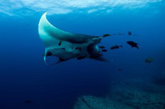    Mareste fotografia 

WeDive - Socoro Mexic