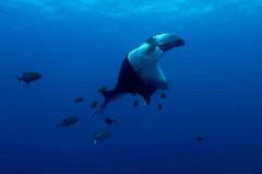    Mareste fotografia 

WeDive - Socoro Mexic