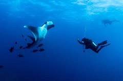    Mareste fotografia 

WeDive - Socoro Mexic