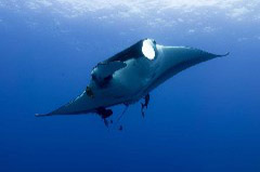    Mareste fotografia 

WeDive - Socoro Mexic