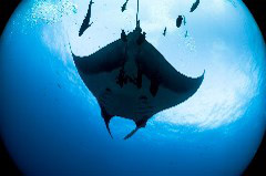    Mareste fotografia 

WeDive - Socoro Mexic