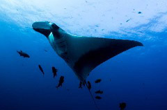    Mareste fotografia 

WeDive - Socoro Mexic