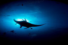    Mareste fotografia 

WeDive - Socoro Mexic