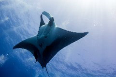    Mareste fotografia 

WeDive - Socoro Mexic