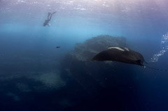    Mareste fotografia 

WeDive - Socoro Mexic