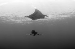    Mareste fotografia 

WeDive - Socoro Mexic