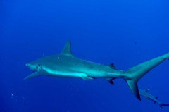    Mareste fotografia 

WeDive - Socoro Mexic