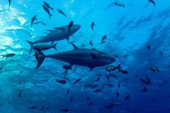    Mareste fotografia 

WeDive - Socoro Mexic