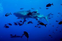    Mareste fotografia 

WeDive - Socoro Mexic