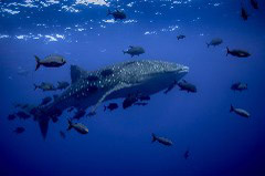    Mareste fotografia 

WeDive - Socoro Mexic