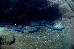    Mareste fotografia 

WeDive - Socoro Mexic