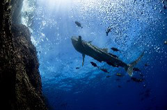    Mareste fotografia 

WeDive - Socoro Mexic