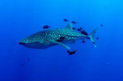    Mareste fotografia 

WeDive - Socoro Mexic