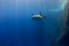    Mareste fotografia 

WeDive - Socoro Mexic